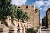 Avenue of goats in Luxor