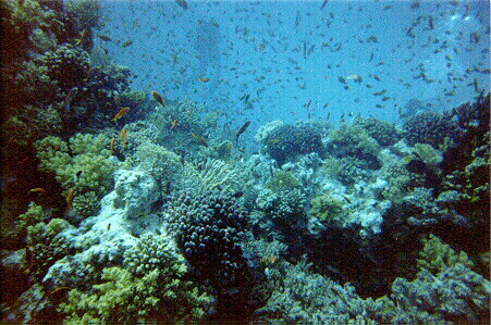 scupa diving in Hurghada 